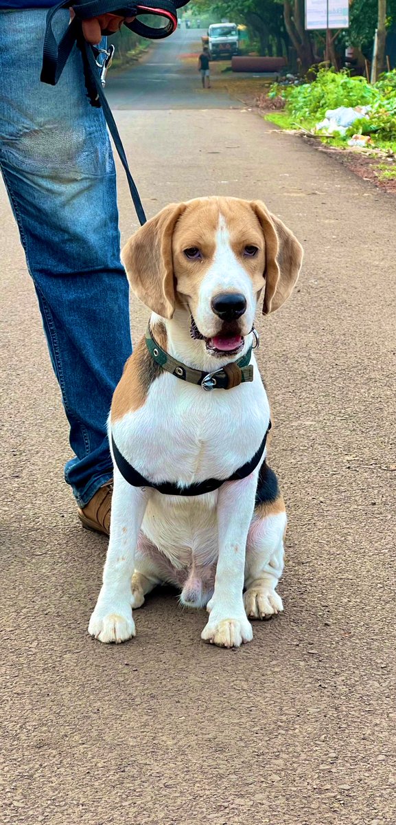 MaraliSimba's tweet photo. Hi Twitterati 👋

I am Simba 🐶 #Beagle boy from Mumbai, India 🇮🇳

This is my first tweet on my first ever #twitter account. Looking forward to make new friends on @twitter 😀

#SimbaMarali #FirstTimer #beagleboy #Dog #India #Mumbai #beaglefacts #beaglesoftwitter #cutedogs https://t.co/SaoGMupxMD