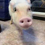 ツイートに含まれる画像