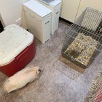 ツイートに含まれる画像