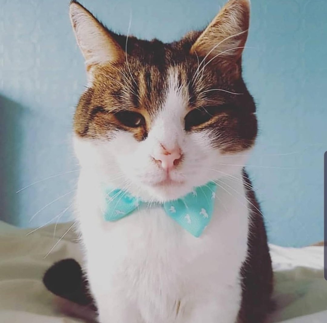 kattandhound's tweet photo. Wishing everyone a wonderful #caturday!! 💗💗💗 

Here is Andy cat wearing our Horsing Around bow tie collar set🐎🐎🐎

https://t.co/hEJltAmR82 https://t.co/PAmGR3nTVD
