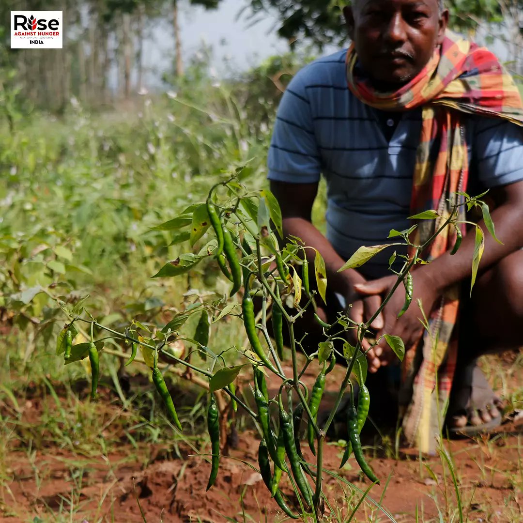 RiseIndia2030's tweet photo. Rich in vitamins and loaded with antioxidants, this crop is cultivated and consumed by the farmers associated with us under #ProjectSAMBAL
In picture, a farmer from Nabarangpur (Orissa) shows his chili plant that is ready to be harvested.
#HAM2021
#PledgeAgainstHungerRAHI https://t.co/EpxZVzl30l
