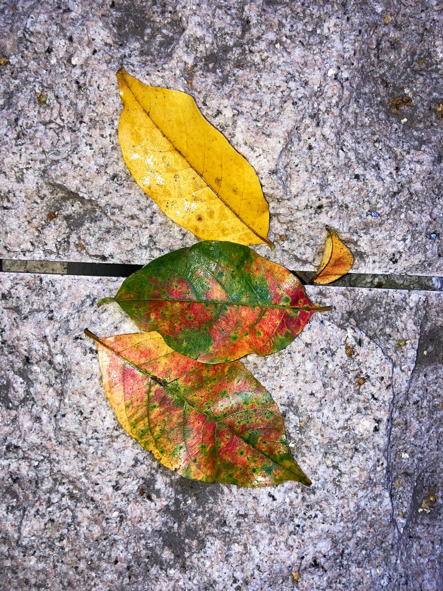 kaz6thlife's tweet photo. 【#Soliloquy】
I have a terrible #toothach now‼️😵😴
#Kobe city Japan.
#fallenleaves https://t.co/Sgheq709XY