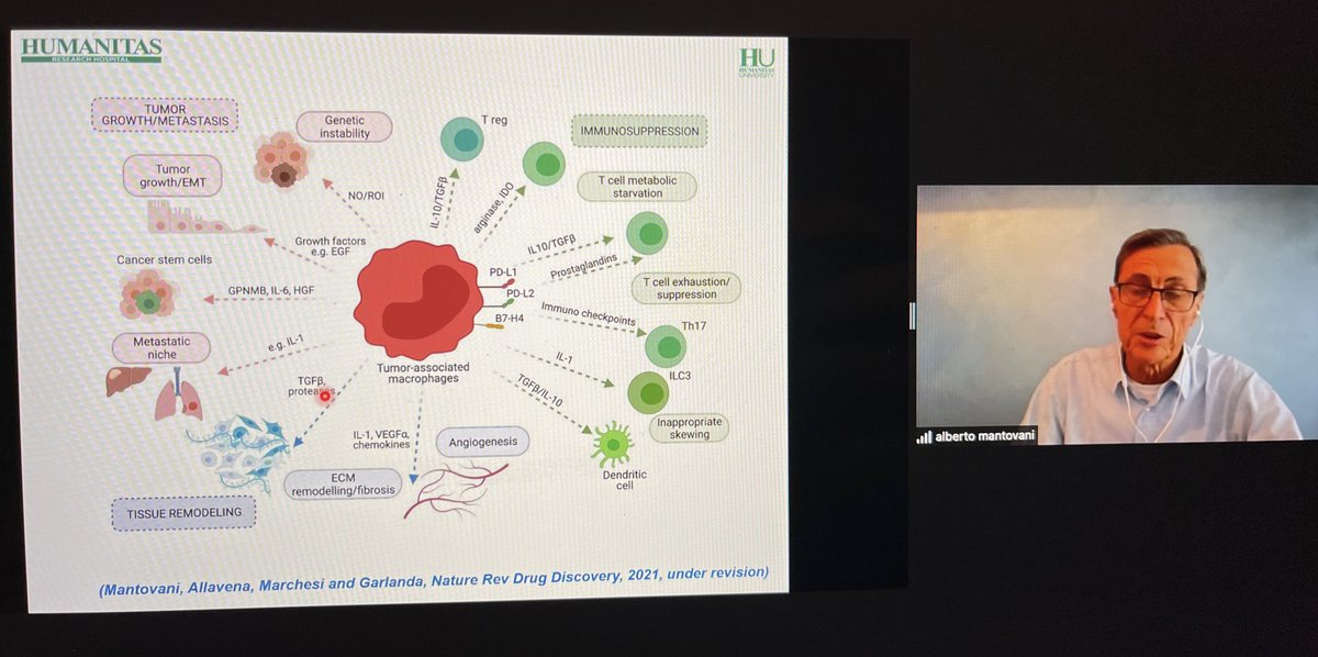 BernardAFox's tweet photo. #Inflammation, #Macrophages &amp; #Cancer / Prof Alberto Montovani @QMUL @HUNIMED /past Pres @iuis_online /new data/lectin pway of C’ activation/ also sticks out neck on #IL1/ Prevention study 4 #NSCLC/ watch his talk. #ThinkTank2021 @NIBITSIENA https://t.co/xL5zI6dVXh