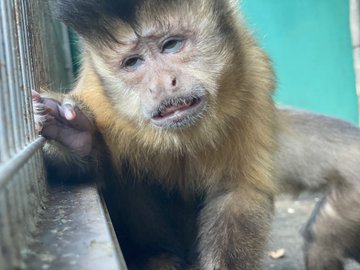 珍獣 小さい猿をペットに ふわふわのコモンマーモセットなど サルのペットの種類や値段 寿命など調査 有給の使い方