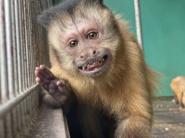 珍獣 小さい猿をペットに ふわふわのコモンマーモセットなど サルのペットの種類や値段 寿命など調査 有給の使い方