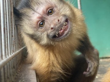 珍獣 小さい猿をペットに ふわふわのコモンマーモセットなど サルのペットの種類や値段 寿命など調査 有給の使い方