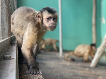 珍獣 小さい猿をペットに ふわふわのコモンマーモセットなど サルのペットの種類や値段 寿命など調査 有給の使い方