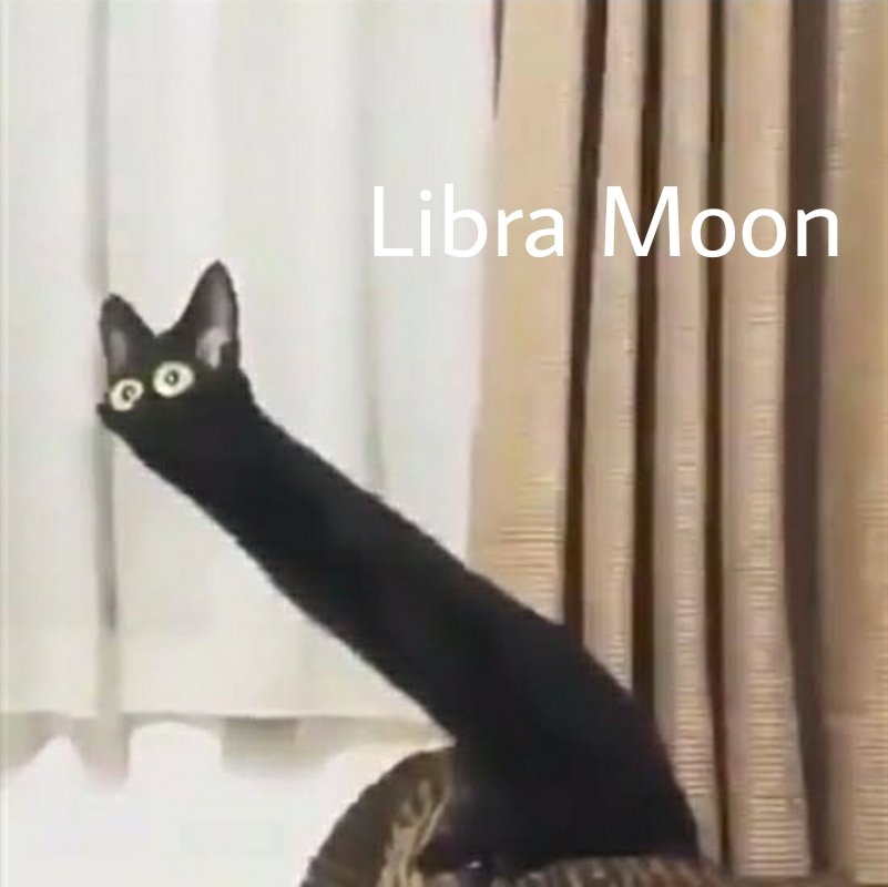 Кот с длинными ногами