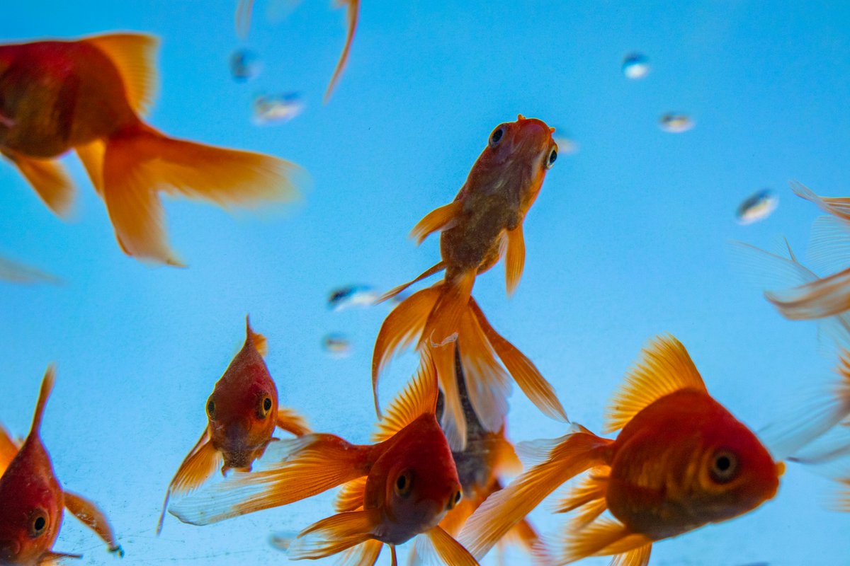 リジス まるで金魚が空を飛ぶような光景 アニメに出てきた関係なしにゴールドタワー 展望台のソラキンは幻想的で映えるのでぜひ訪れてみてください とくに香川周辺の方 なんだゴールドタワーか昔行ったわ という先入観は捨ててほしいです 全く別の