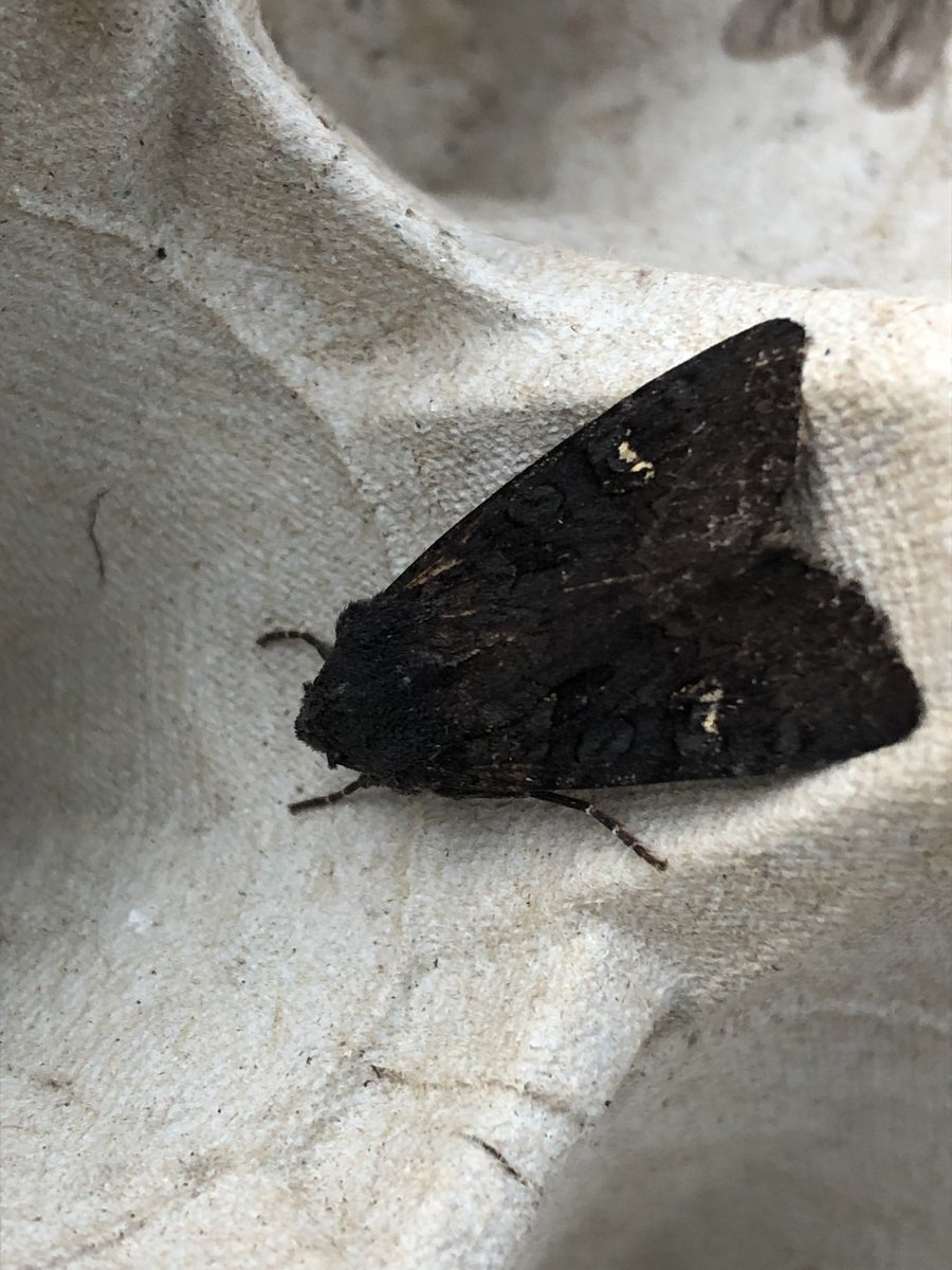 Gravesneil's tweet image. My first ever Black Rustic last night, along with Blair’s shoulder knot and Angle shades and what I presume is just Marbled carpet #moths #vc55