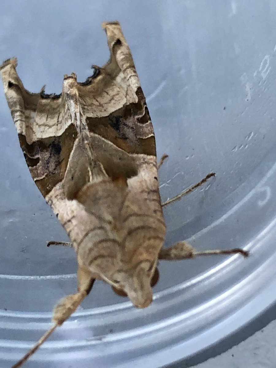 Gravesneil's tweet image. My first ever Black Rustic last night, along with Blair’s shoulder knot and Angle shades and what I presume is just Marbled carpet #moths #vc55