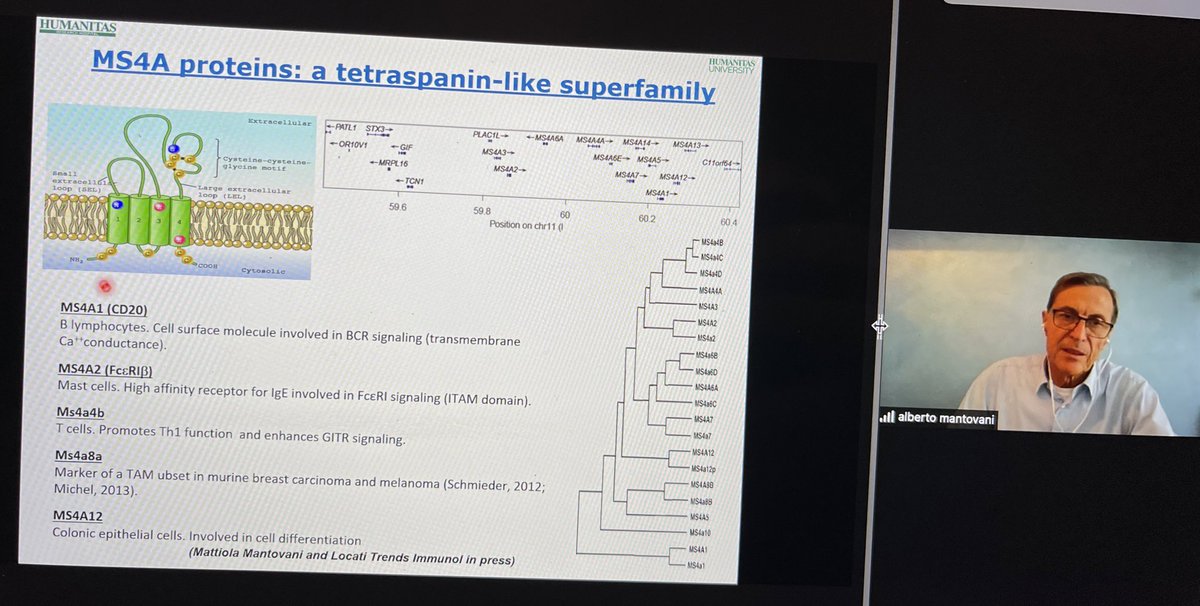 BernardAFox's tweet photo. 💥 IGNAROME - Learned a new “Ome” Prof Alberto Montovani @HUNIMED @QMUL talks “in press data” / #Complement and #Macrophages in #cancer #immunotherapy /GREAT  discussion btwn @tcellsrus Prof Wolf Fridman &amp; Alberto &amp; Saldano &amp; @sautesfridm / @WICouncil @NIBITSIENA @parkerici https://t.co/hyu6OaoG2q