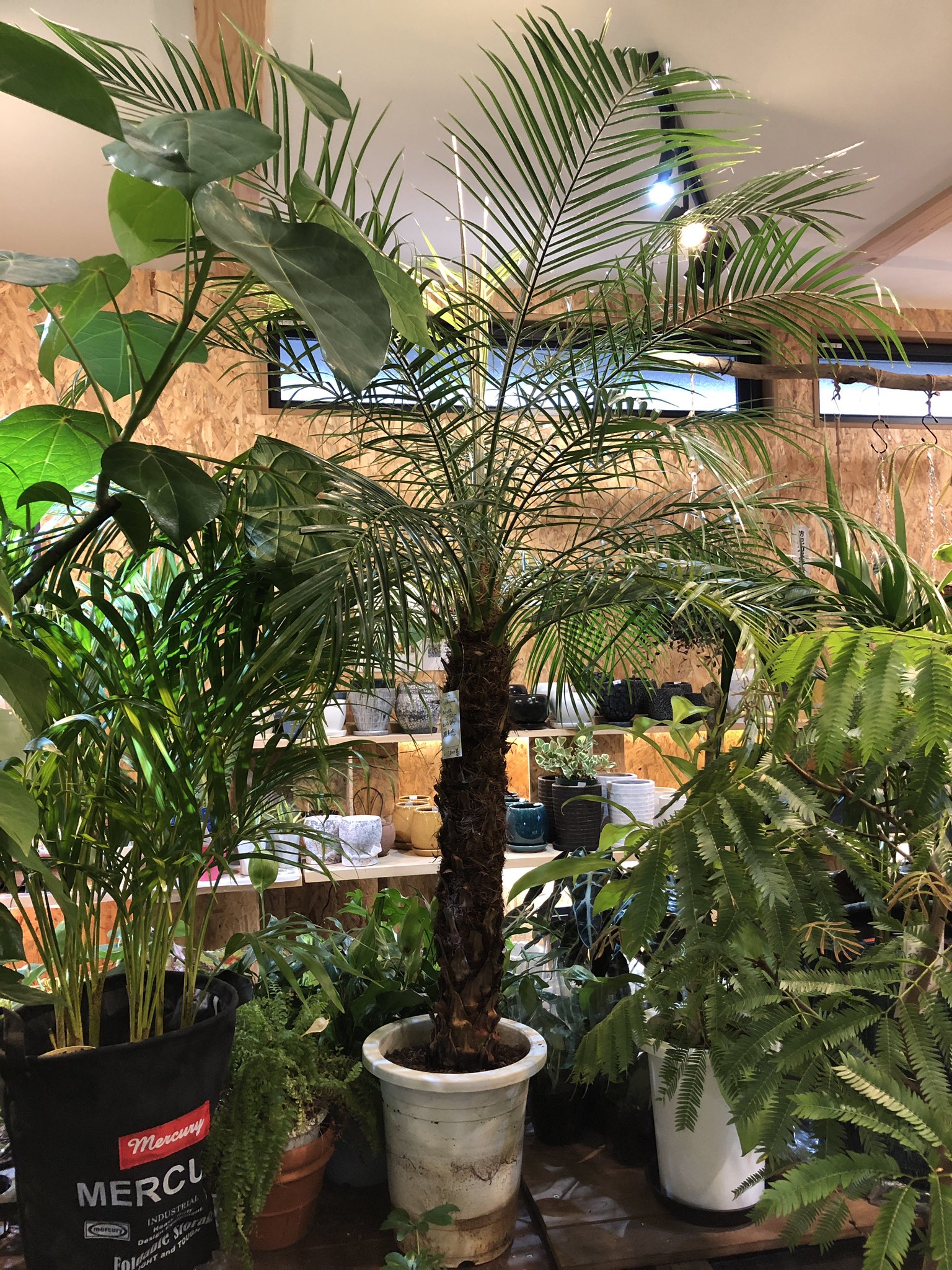 フェニックスロベレニー Twitter Search Twitter