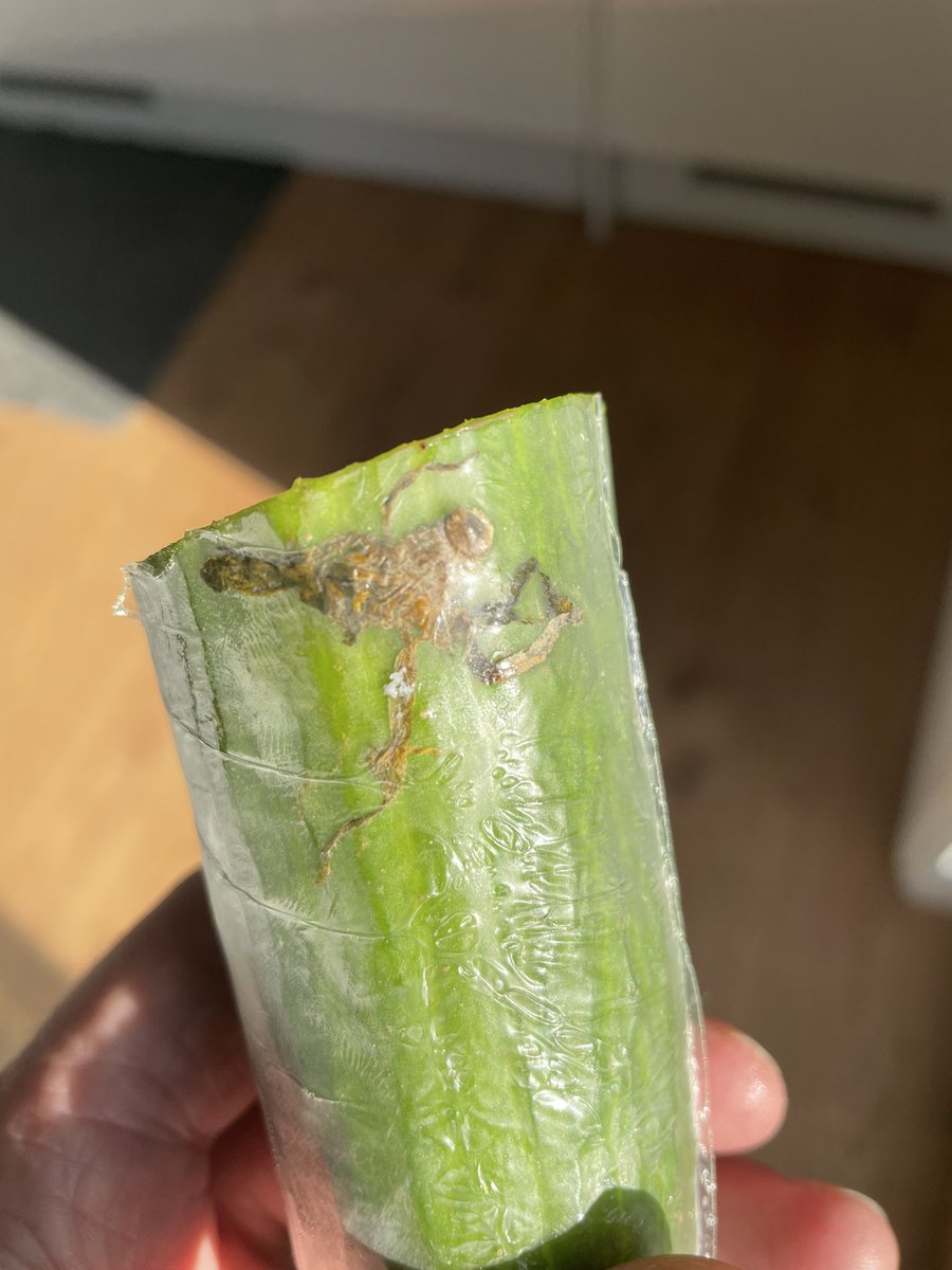 Leicnut's tweet photo. Little bit of extra protein wrapped in this cucumber
#InsectNutrition https://t.co/24DKwgF3Hg