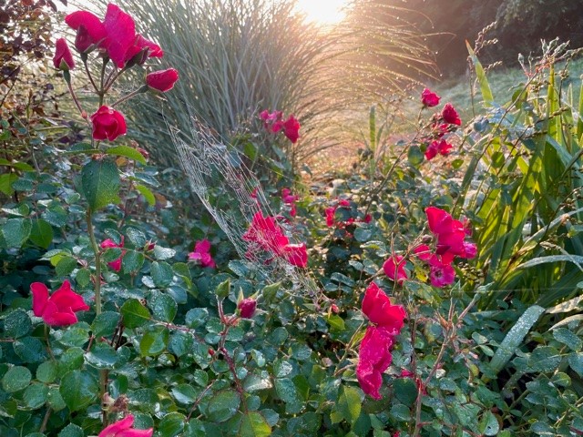 bordehillgarden's tweet photo. Golden sunrise today.

#bordehillgarden #sunrise #bbbcsoutheast #halloweencountdown https://t.co/16RkbEwsvk