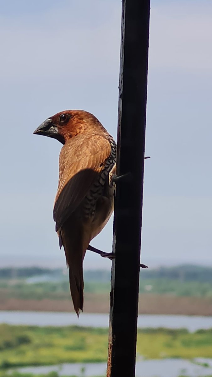 anupamaskapoor's tweet photo. Visitors on my window...smaller than a sparrow...what birds are these? #picturecredit - the spouse https://t.co/w9ma7RxhAa