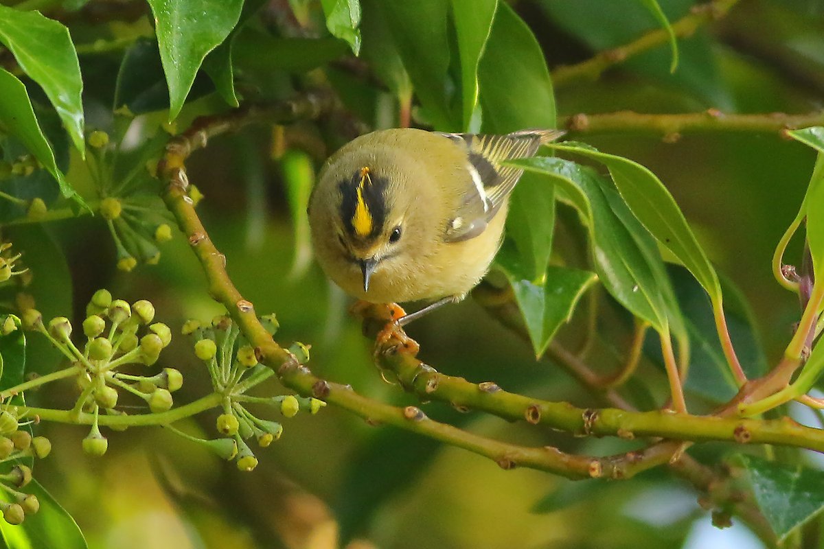 FeathersBirding's tweet photo. Lovely little goldcrest looking for food in the ivy this morning 💛 https://t.co/D8bybRDq48