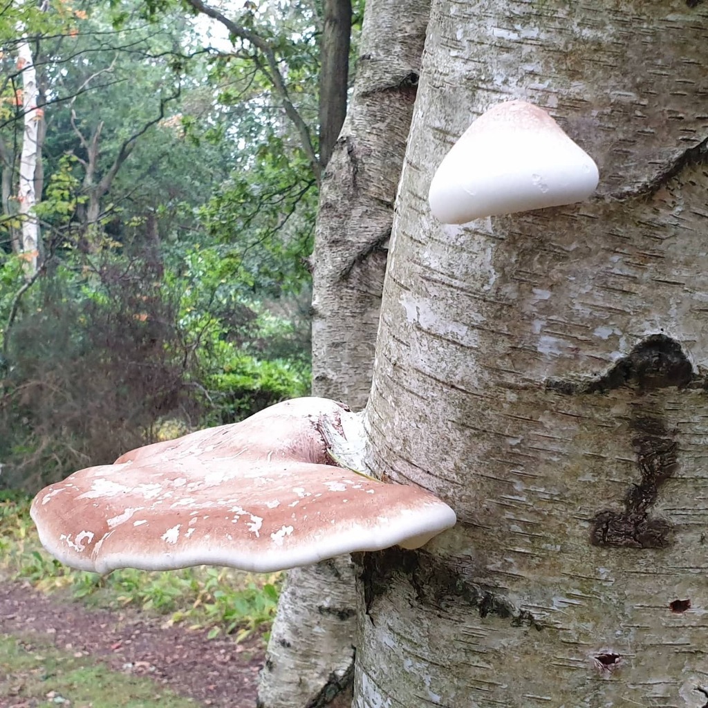 MJFHorticulture's tweet photo. Some lovely Birch polypore on Birch funny enough! #fomitopsisbetulin #piptoporusbetulinus
Sometimes known as the razor strop fungus as it can be used to sharpen blades! https://t.co/ZMpdDuBSY4 https://t.co/vvJ5HRvYm6