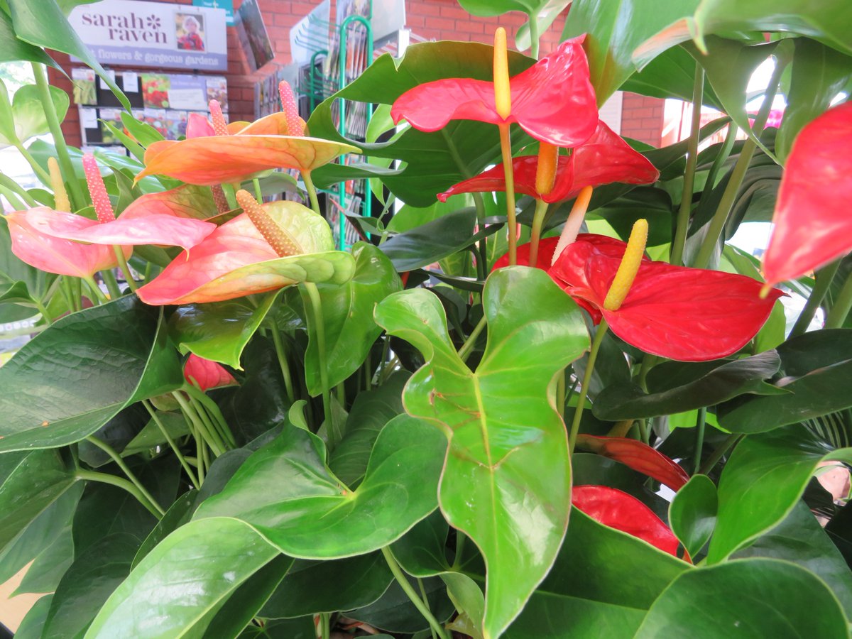 Have you visited the <a href="/DerwenCollege/">Derwen College - Post-16 specialist college</a> Garden Centre lately? We have a fabulous selection of really on trend exotic houseplants which wouldn't look out of the place in the tropics. Find out more in store (including a specially-created care sheet with more info). #WelcometotheJungle