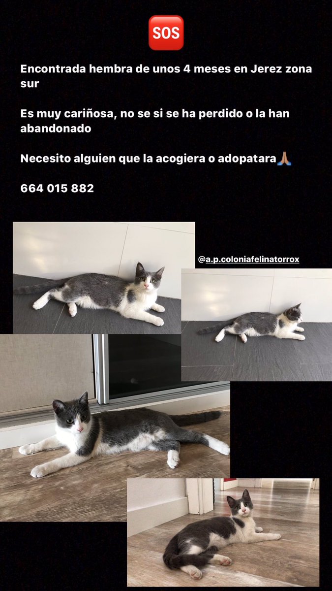 ceciliamnzz's tweet photo. Esta gatita me ha perseguido hasta el trabajo maullando, no se si es perdida o abandonada, pero es súper cariñosa y buena. Porfi, si podéis ayudadme a compartir a ver si encontramos familia para ella🤞🏽🤞🏽🙏🏽 https://t.co/sG9IV4GUID