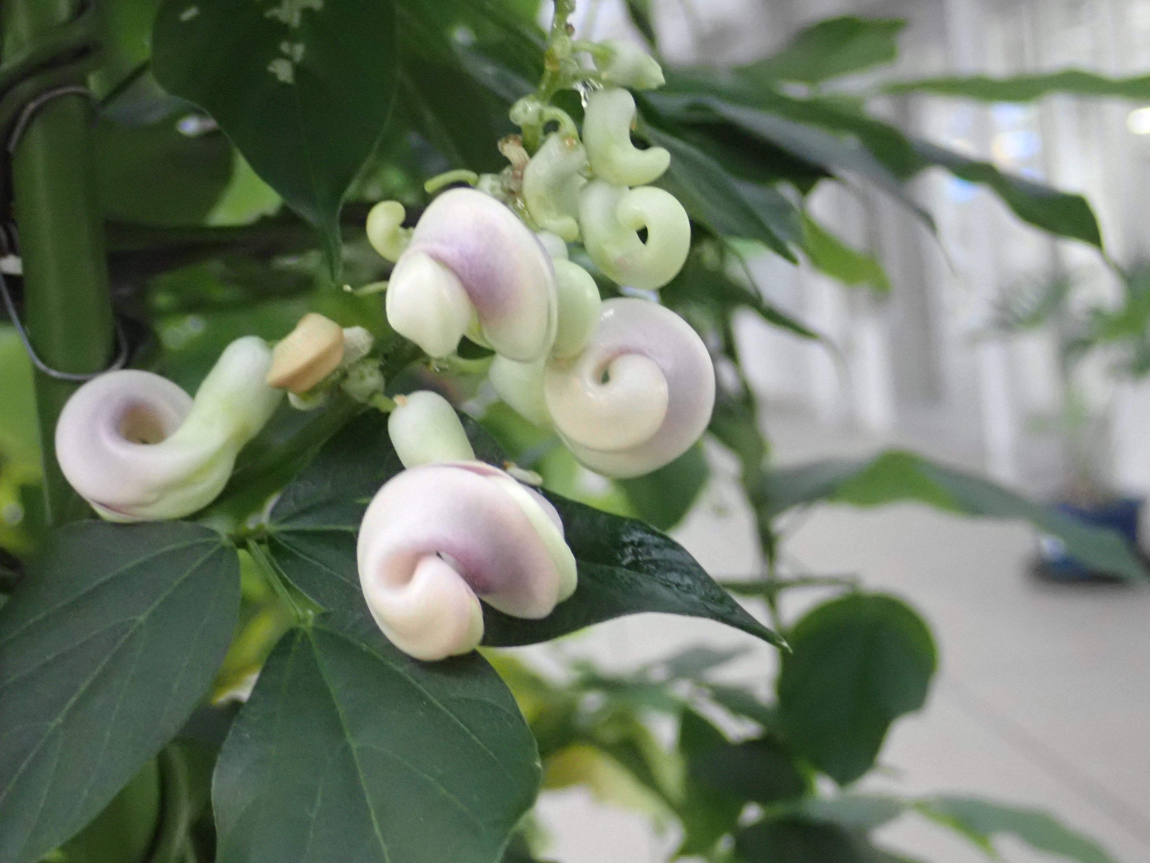 Uzivatel 神代植物公園 ニュース Na Twitteru スタッフより 園芸係 大温室休憩室にスネイルフラワーの花を展示中です スネイルフラワーは マメ科ササゲ属につる性植物で中米から南米の熱帯地域の原産 くるくるとした螺旋形のカタツムリのような変わった形の花