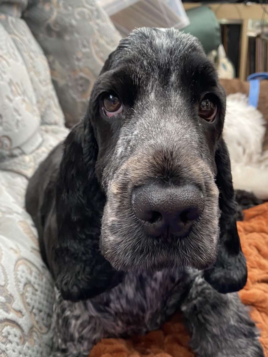caronmlindsay's tweet photo. Bernie is very proud that @kevin_lang and other @scotlibdems councillors worked with other parties to secure a rent freeze in Edinburgh #sldconf #libdemdogs https://t.co/n82o1kDDML