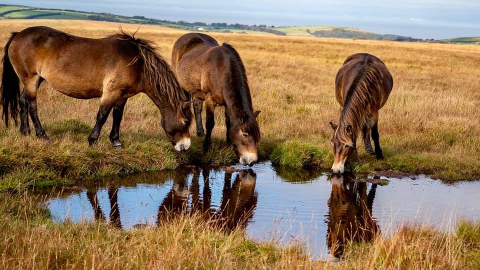 ExmoorPonyClub's tweet photo. Semi-feral Tippbarlake #ExmoorPonies enjoying a drink at #CheritonRidge #BrendonCommon. Beautiful picture from @bramble444
@ExmoorNP @visitexmoor @BenGoldsmith @RareBreedChris @RBSTrarebreeds #rewilding #gonative @RobinMilton3 https://t.co/6fIFbN625d