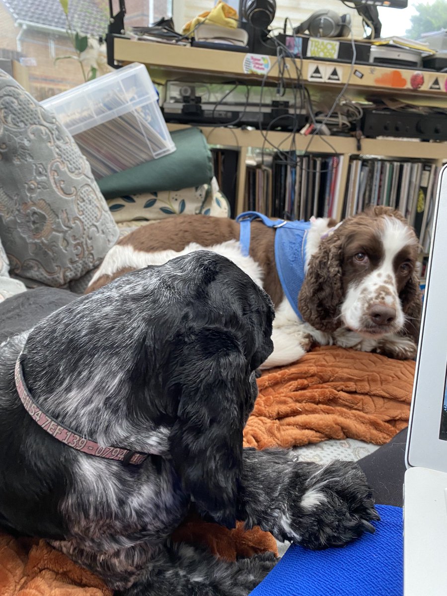 caronmlindsay's tweet photo. Hazel and Bernie are avidly listening to the local government panel at #sldconf #libdemdogs https://t.co/rzne70Ss1p