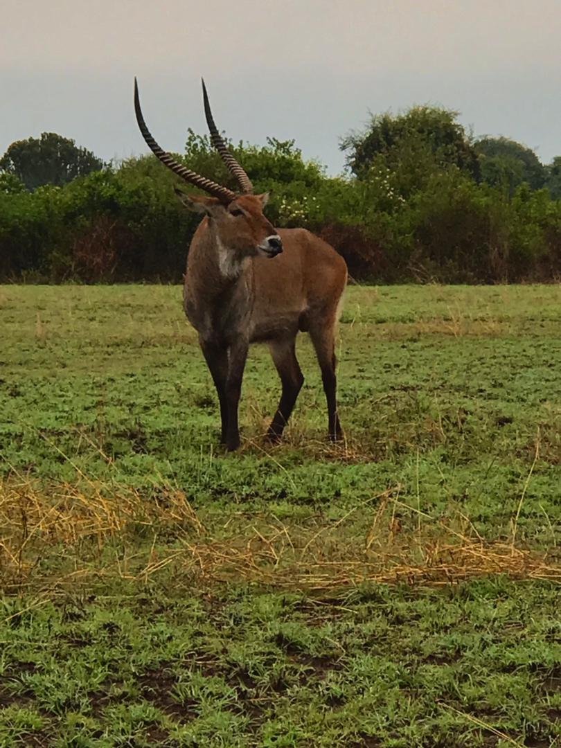 Some of the animals that are a must see in Queen Elizabeth National Park 
#BeautifulUG 
#IndependenceDay59UG 
#360Mentor
<a href="/wekesa_amos/">Amos Wekesa</a> <a href="/rkabushenga/">Snr. Cde. Robert Kabushenga</a> <a href="/SueNsibirwa/">Susan Nsibirwa🇺🇬</a>