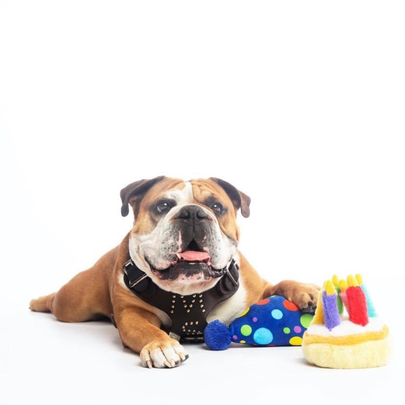 mstatesports's tweet photo. HAPPY BIRTHDAY TO THE BESTEST BOY 😍 https://t.co/c8RsRYGv4c