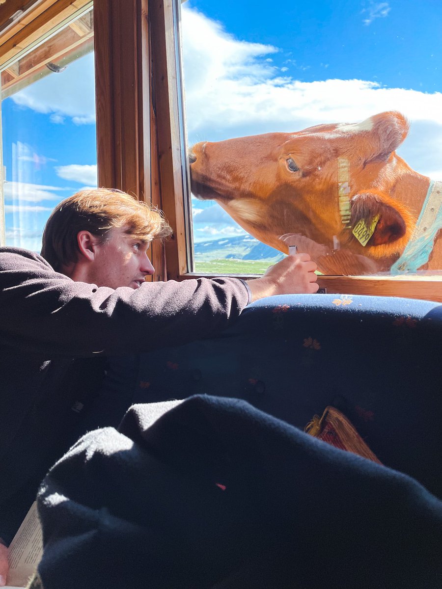 I feel like I can relate to cows