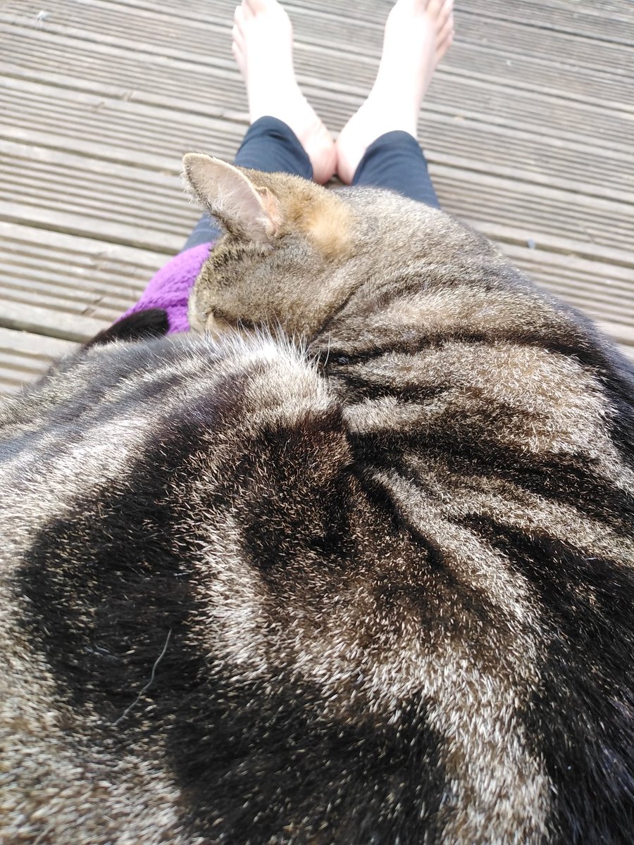 LecatSparky's tweet photo. Jasper from next-door is really timid around humans, and likes to keep his own personal space, even during pets. Today, he walked right up to Mum and fell asleep on her lap! Mum was very surprised! #CatsOfTwitter #Caturday https://t.co/okMrMoNhn4