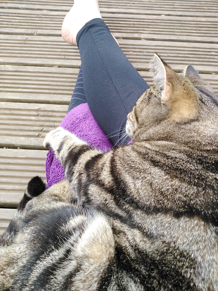 LecatSparky's tweet photo. Jasper from next-door is really timid around humans, and likes to keep his own personal space, even during pets. Today, he walked right up to Mum and fell asleep on her lap! Mum was very surprised! #CatsOfTwitter #Caturday https://t.co/okMrMoNhn4