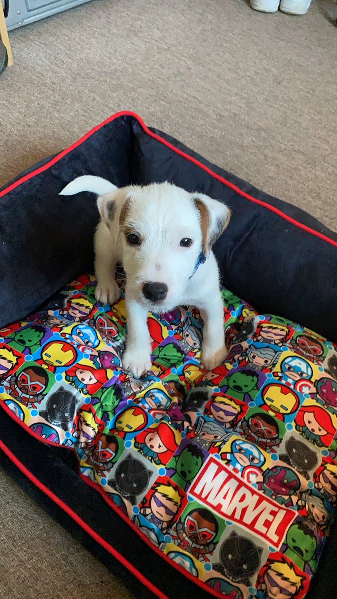 hempell121's tweet photo. Meet dexter… 

#puppy #Dexter #Marvel https://t.co/havzMZorKe