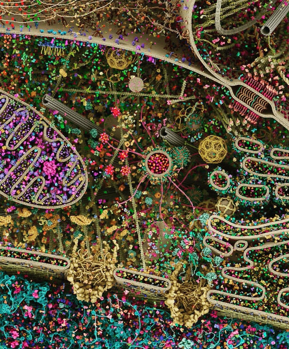 This is the most detailed model of a human cell to date, obtained using x-ray, NMR and cryoelectron microscopy datasets. 

“Cellular landscape cross-section through a eukaryotic cell.”
- by Evan Ingersoll and Gael McGill.