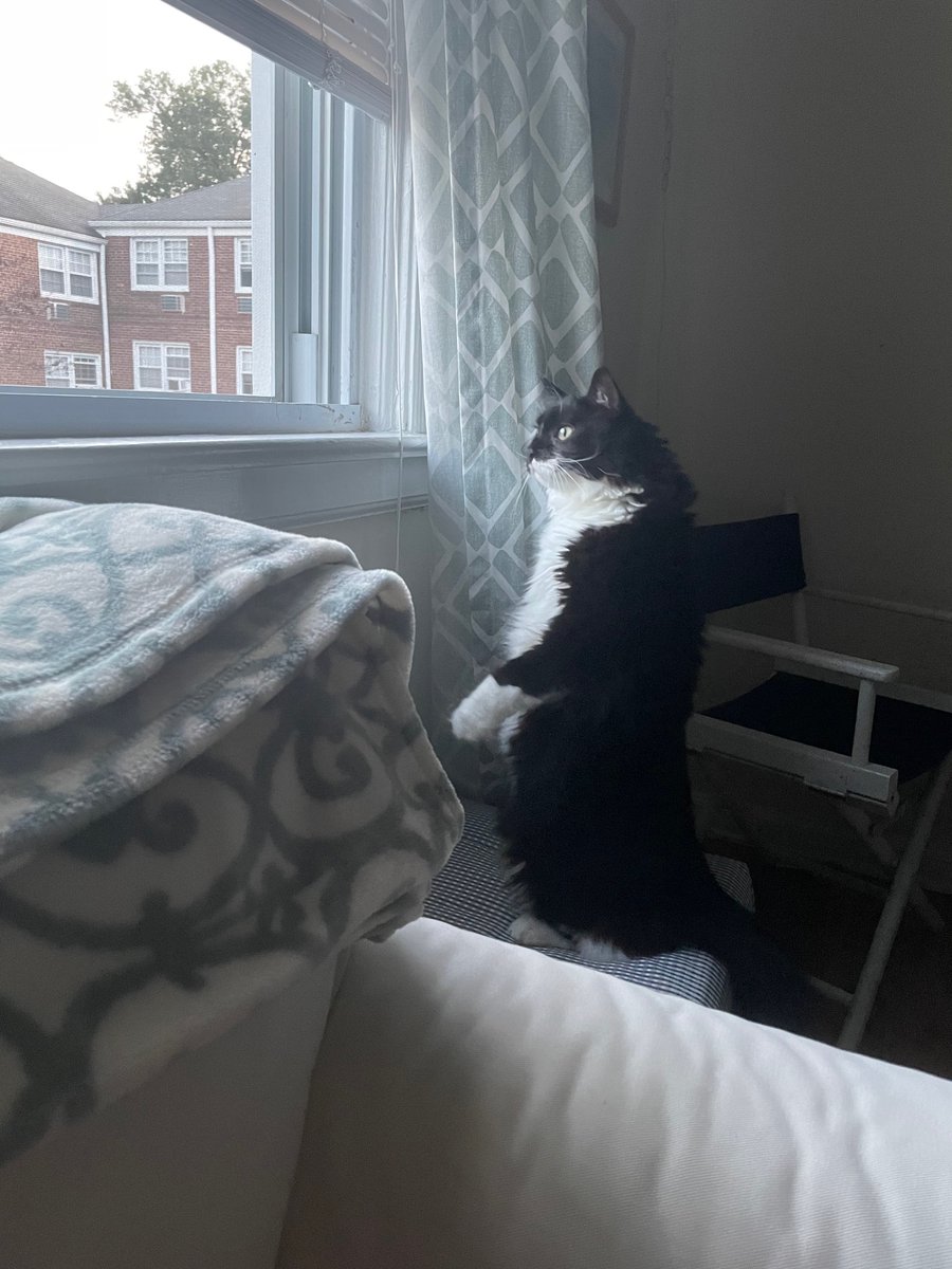 CaitPowersPage's tweet photo. Meet #MoiraRose  Like her namesake, she fell on hard times, ending up not in Schitts Creek, but at the local shelter. She rocks her black and white palette, is a dramatic diva, and is very vocal #Caturday https://t.co/5JaxtoAuBO