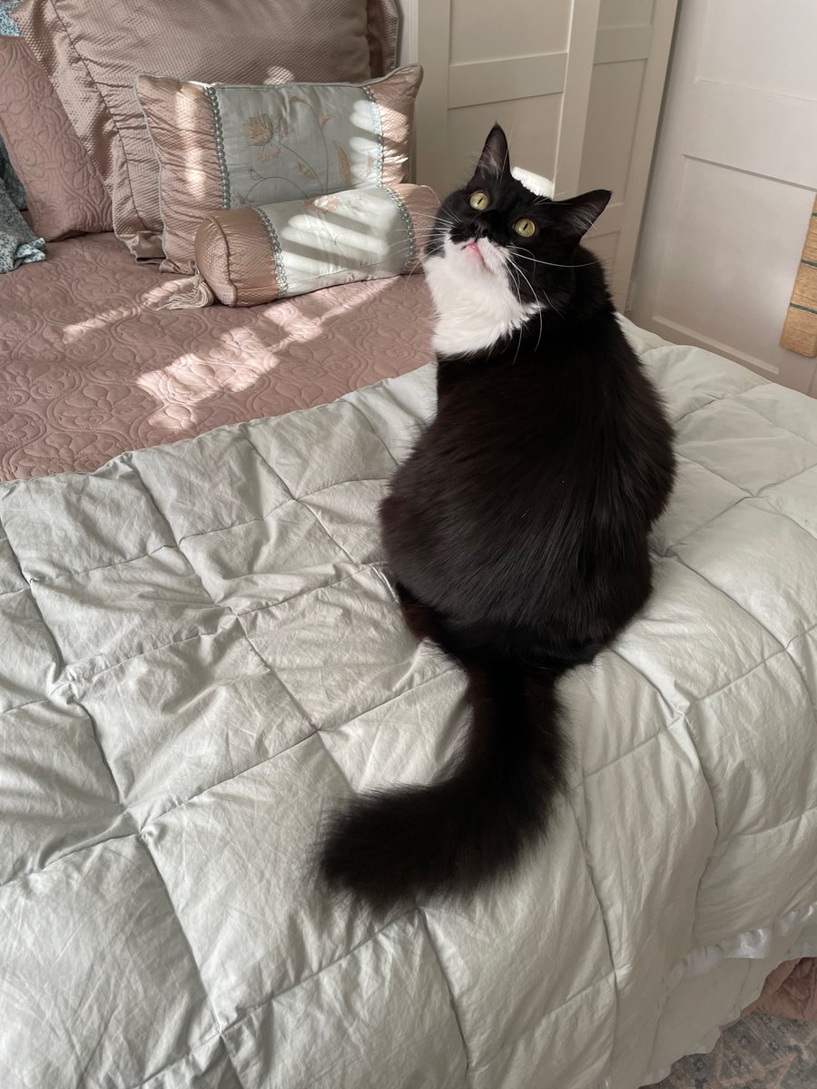 CaitPowersPage's tweet photo. Meet #MoiraRose  Like her namesake, she fell on hard times, ending up not in Schitts Creek, but at the local shelter. She rocks her black and white palette, is a dramatic diva, and is very vocal #Caturday https://t.co/5JaxtoAuBO