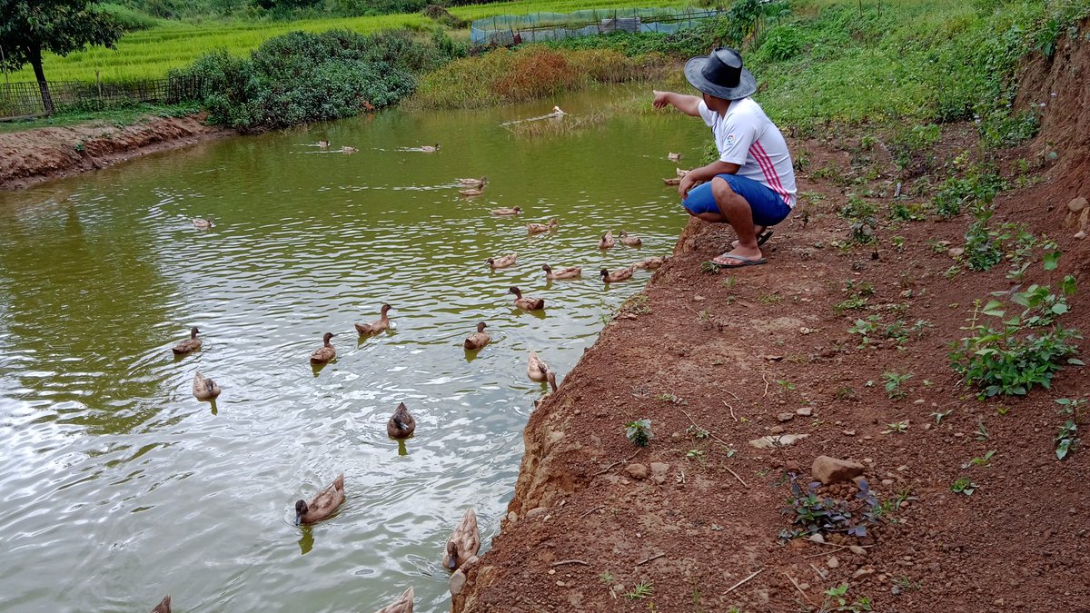 LunnLhouvum's tweet photo. Local duckling farm here at L. Thomjang Village, Kpi District.
#supportSelfEmployed https://t.co/yUtSr44Ah4