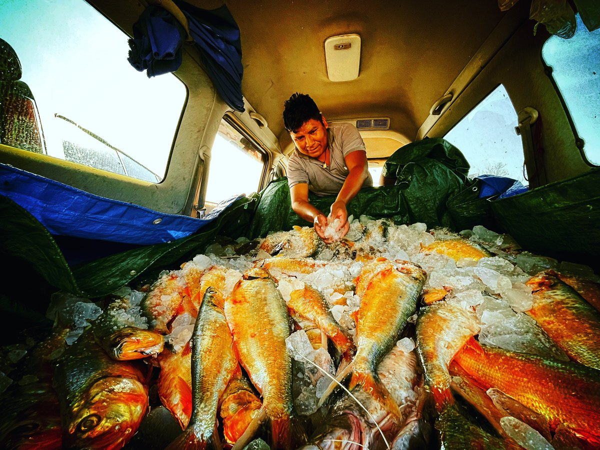 中村 健太郎 車内に魚を直接積み込むスタイル ブラジルではアッパッパーと呼ばれる アマゾン淡水ニシン 酸欠に弱く日本には輸入されてないみたい Pellona Castelnaeana ペローナ カステルナエアナ Pellonacastelnaeana ペローナ 中村 健太郎 車内に魚を直接積み込むスタイル ブラジルではアッパッパーと呼ばれる アマゾン淡水ニシン 酸欠に弱く日本には輸入されてないみたい Pellona Castelnaeana ペローナ カステルナエアナ Pellonacastelnaeana ペローナ