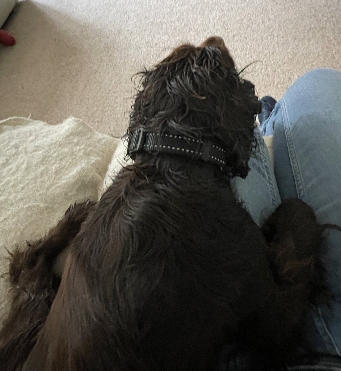 msparkled's tweet photo. We’ve had a lovely dog walk this morning and made some new friends, he’s had a dunk in the bath due to smearing bird poo all over his face, but now it’s time for me to get on with my assignment #LetsGetStuffDone https://t.co/tVmaZzAdfE