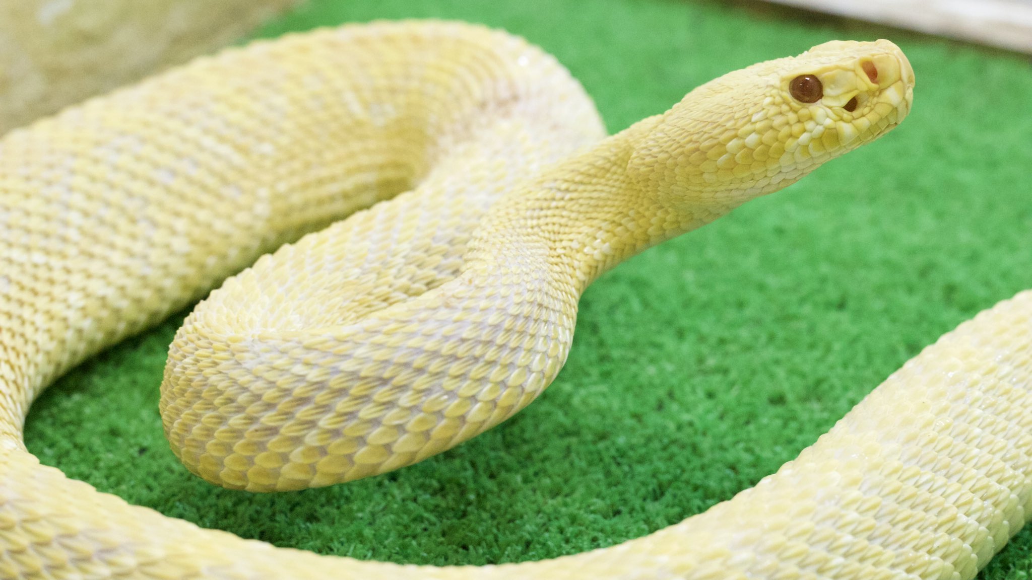 ジャパン スネークセンター Jsc ヘビのお食事タイム 日曜 13 40 明日はついに Jscの秘蔵っ子っ子 アルビノ の トウブダイヤガラガラヘビ さんがお食事live配信に登場致します ビビり屋のため 出演するまでに少し時間がかかりましたが 恐らく