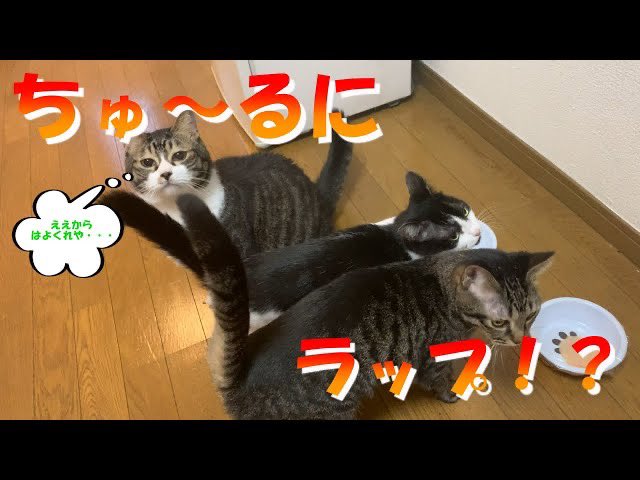 ぼすおch On Twitter 今週も 動画あがりましたぜ いたずらしました よろしくお願いします W 猫の日常 ちゅ るに いたずらされた猫達の反応がこちら いたずら Https T Co T8bbow421c Youtubeより 猫 猫動画 猫好きさんと繫がりたい 猫がいる