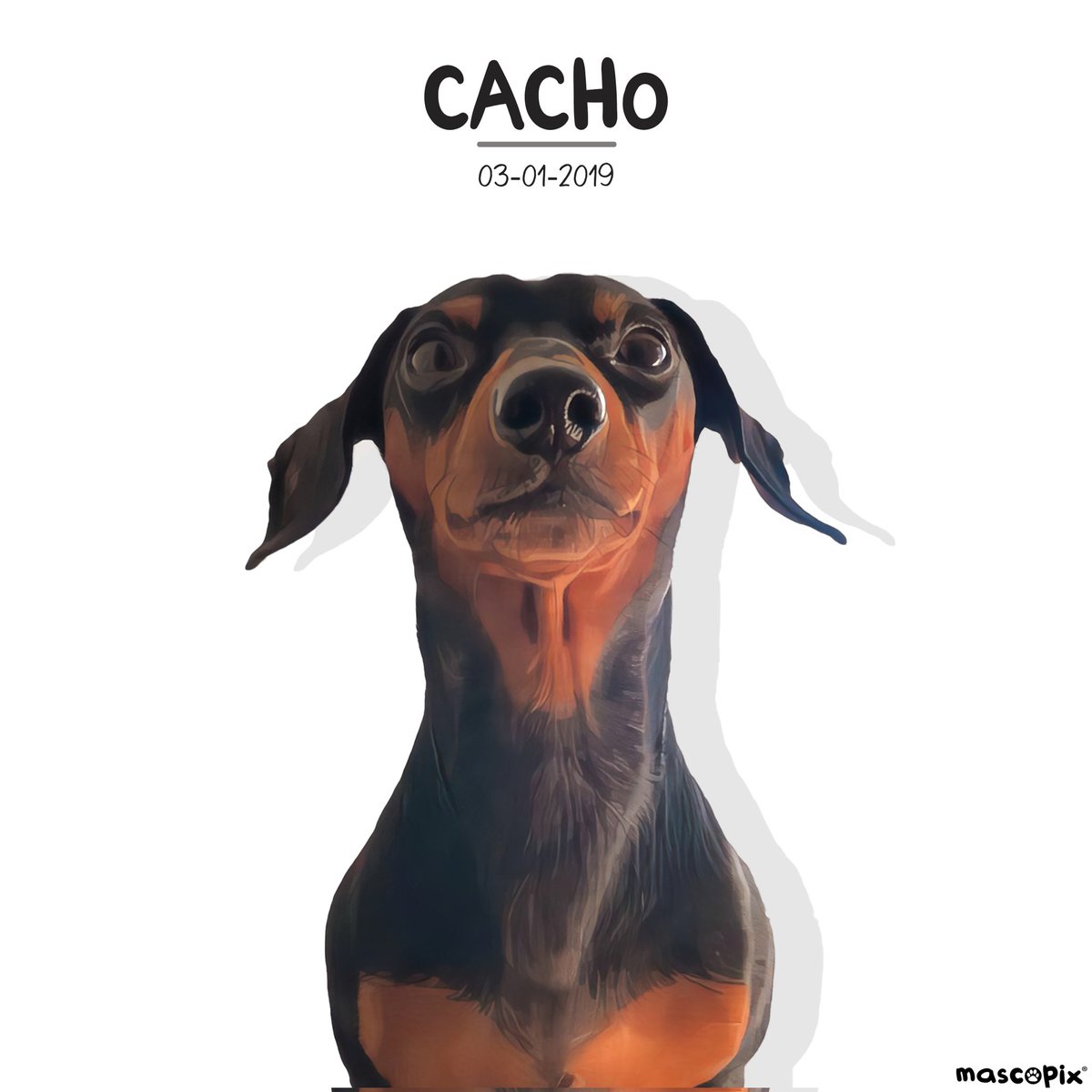 mascopix's tweet photo. Desde Argentina, nos llega El Salchicha CACHO...4kg de amor puro!!

 Te gustaría tener el Retrato de tu Mascota?...en @mascopix te lo enviamos a casa gratis...¡envianos un mensaje!

#mascopix #retratomascota #perrosgraciosos #perrosalchicha #mascotasargentinas https://t.co/7VH9ooFu6E