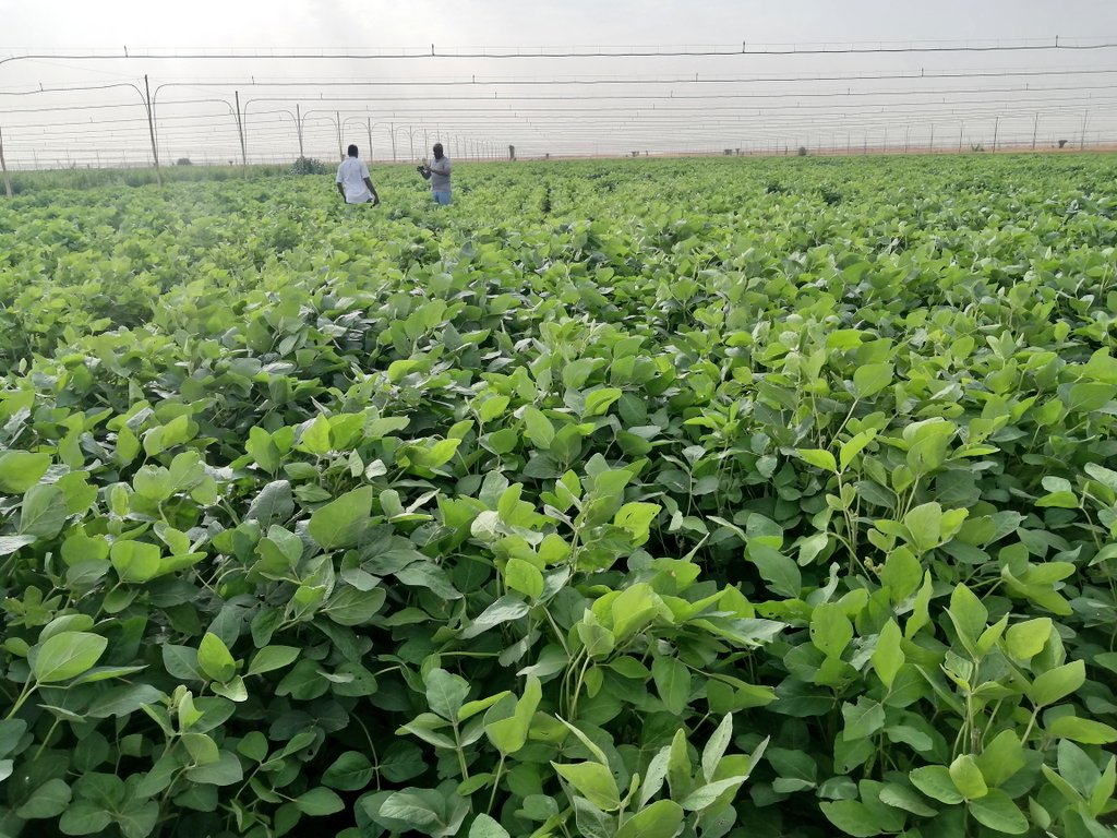SeifIbrahimARC's tweet photo. ��حمل إدخال زراعة السمسم وفول الصويا والفول السوداني والقطن في الشمالية في الموسم الزراعي الصيفي 2021/22 خيارات محصولية جديدة لزيادة تنوع المحاصيل الصيفية... لذلك يجب تحديد الحزم المحصولية لتحسين الإنتاجية والنوعية قبل أن تصبح تلك المحاصيل محاصيل تجارية مربحة للمزارعين بالشمالية. https://t.co/QyThjTH8io