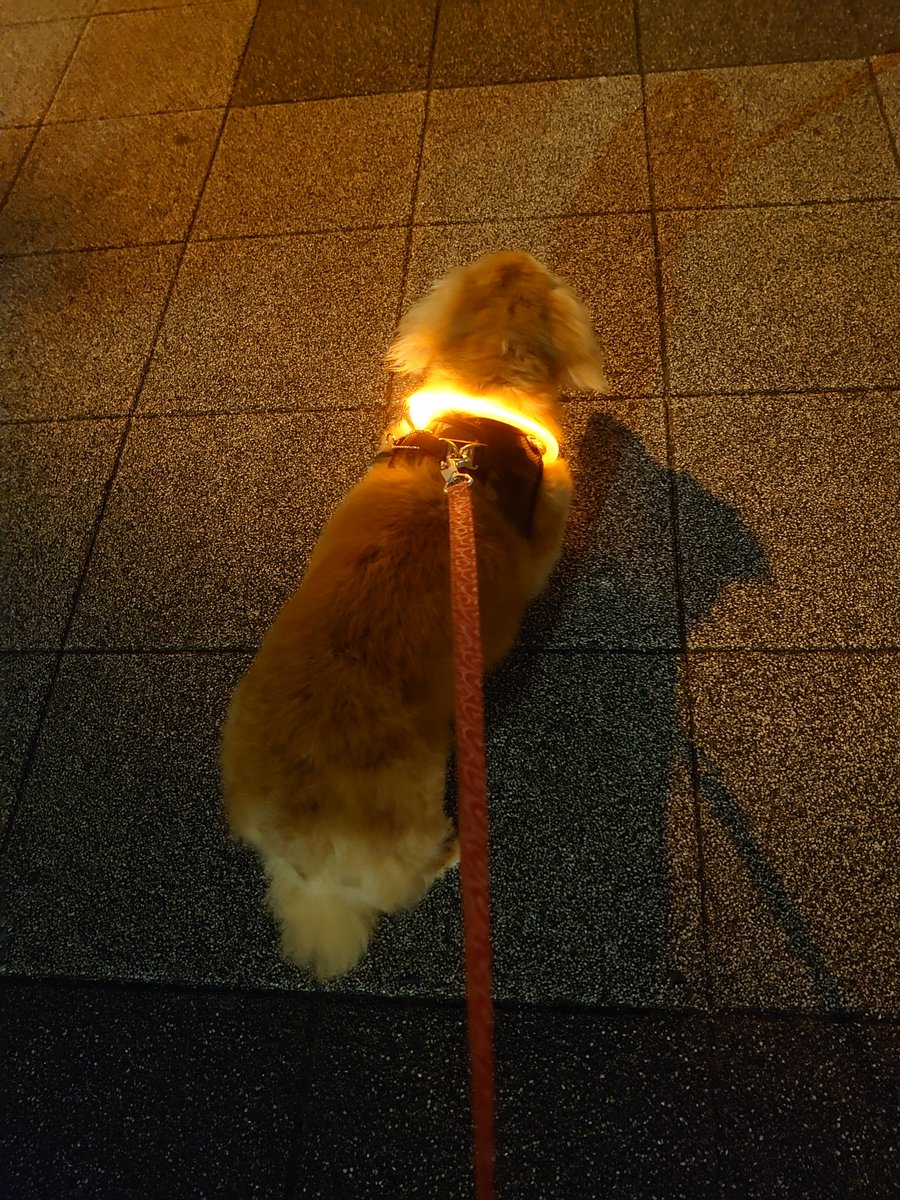 えのきりん على تويتر なるほど 私と犬がそれぞれ光っておけばより心配がなくなって万事解決ですね 蘭さん天才では 虹色に光るか反射テープで光るか悩むところですが 考えてみます ありがとうございます トラブルなく散歩したい えのきりん على تويتر なるほど 私と犬がそれぞれ光っておけばより心配がなくなって万事解決ですね 蘭さん天才では 虹色に光るか反射テープで光るか悩むところですが 考えてみます ありがとうございます トラブルなく散歩したい