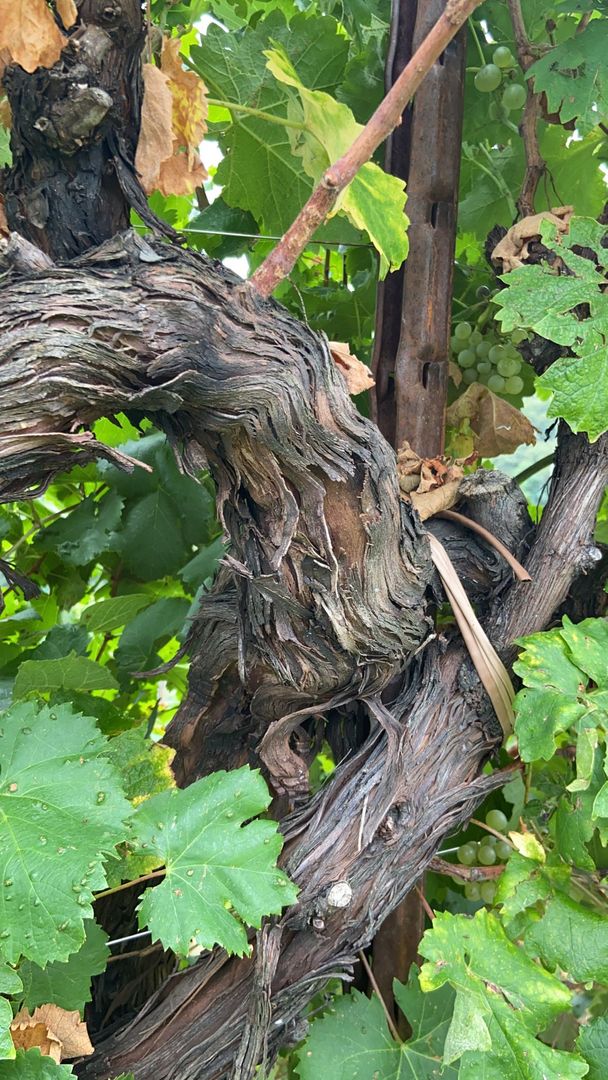 I hope I am this impressive and fruitful when I'm 80 years old - one of the old vines in the DOCG Prosecco region.
📸 by our very own @oriproseccodriver
#proseccolover #winetour #winetourism #italytravel #italytrip #italytour #vines #oldvines #proseccovines #proseccodocg