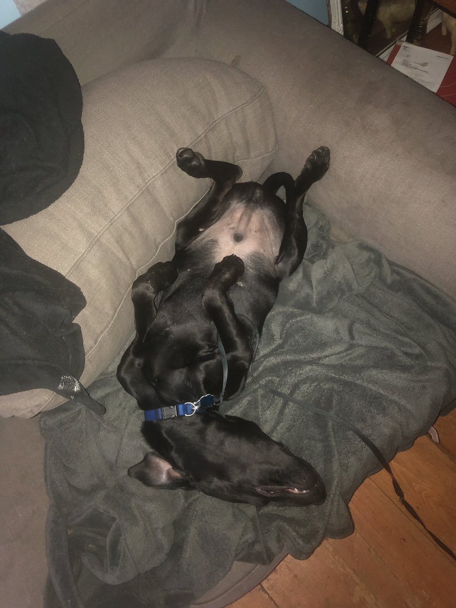 CarsonBread's tweet image. That said, check out my new puppy.