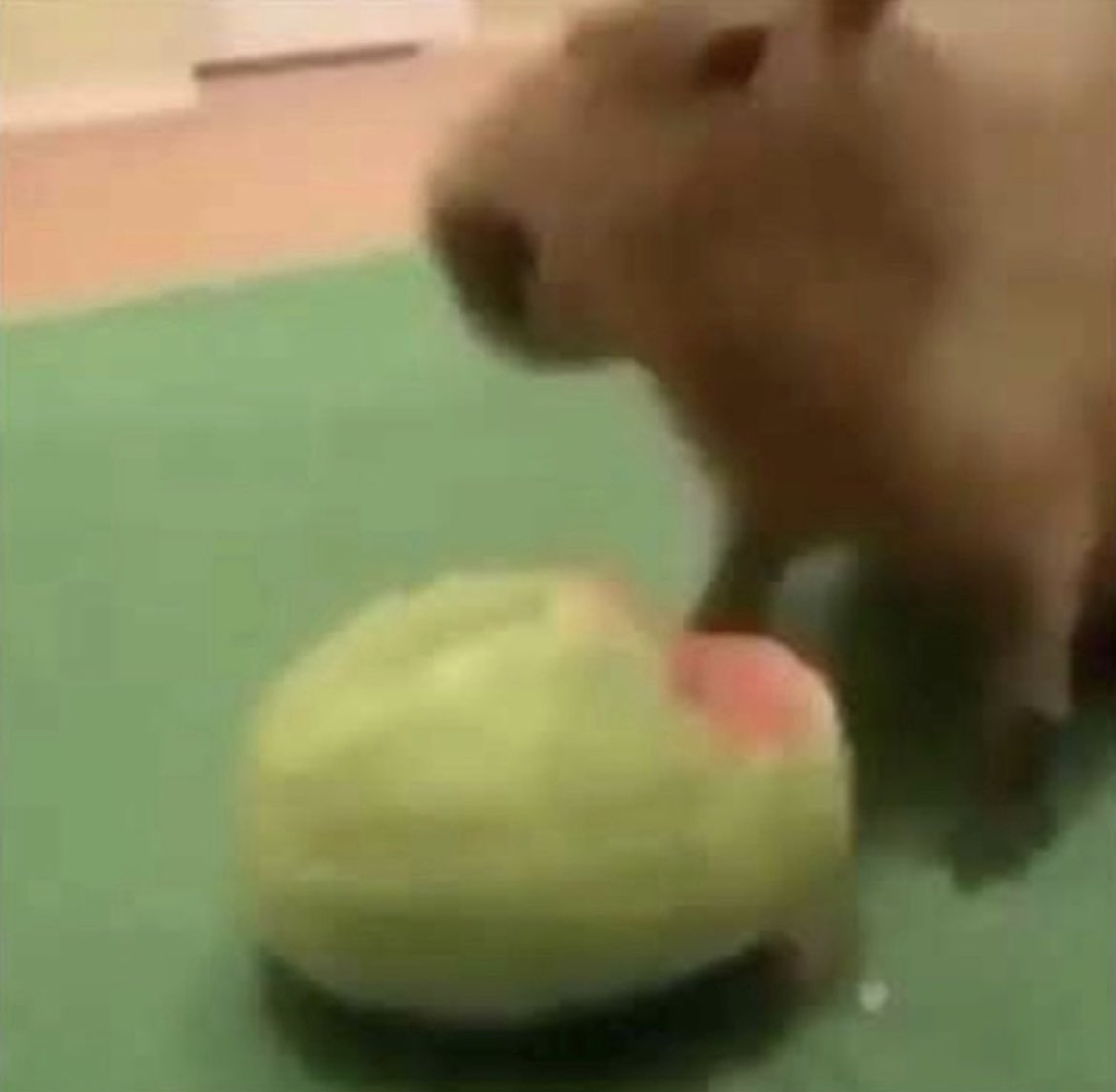 _JustTed_'s tweet image. I have a new obsession with capybaras and I keep collecting images I find of them. Here are a couple of my favourite