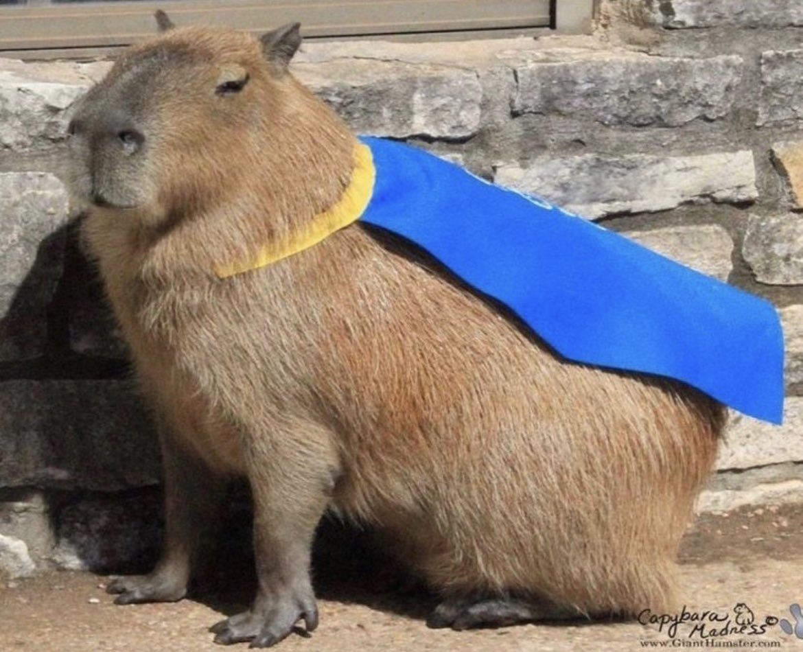 _JustTed_'s tweet image. I have a new obsession with capybaras and I keep collecting images I find of them. Here are a couple of my favourite