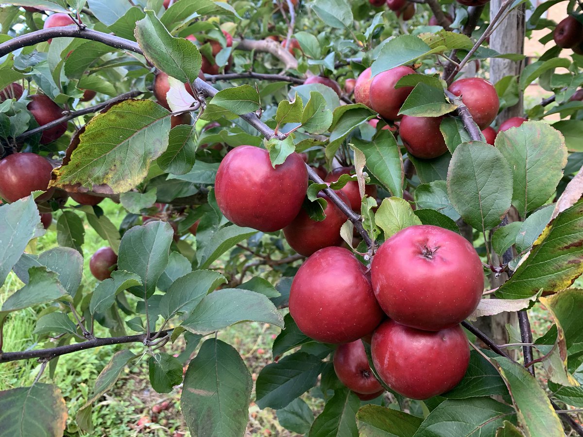 Bushelbox's tweet image. It’s Willingham Ploughing match today so we just have to share a picture of our Bloody Ploughman apples! Sharper in flavour with blood red flesh. Make great apple tarts.